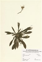 藏品(臺灣胡麻花)的圖片